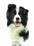 Border Collie 9A015D-24_2